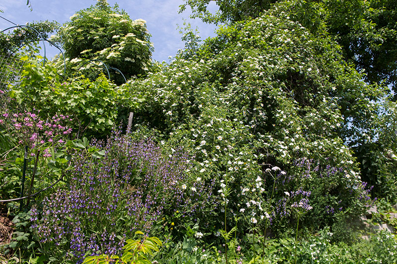 Wild wuchernder Garten