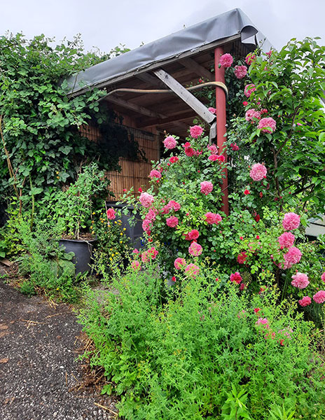 Garteneingang im Sommer