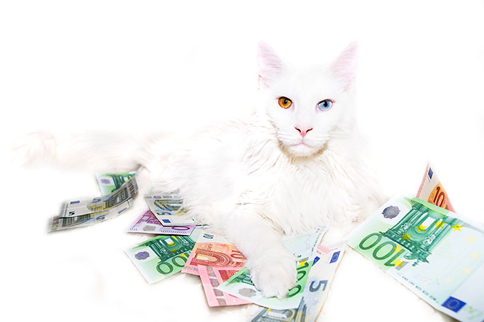 Geld-Katze